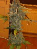 Royal Queen Seeds Royal Caramel - ein Foto von Maurice