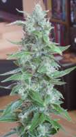 Royal Queen Seeds Royal Cheese Automatic - ein Foto von scoobysnax