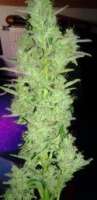 Royal Queen Seeds Royal Dwarf - ein Foto von Hollaender