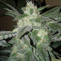 Bild von NVG420 (Royal Haze Automatic)