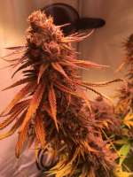 Royal Queen Seeds Royal Highness - ein Foto von lagro