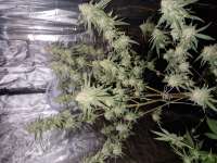 Bild von 19RAF89 (Shining Silver Haze)