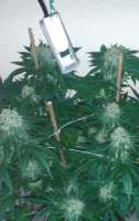 Royal Queen Seeds Skunk #1 - ein Foto von Maurice