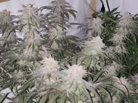 Royal Queen Seeds Sour Diesel - ein Foto von Bucs007