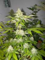 Bild von WhiteyB (Sour Diesel)