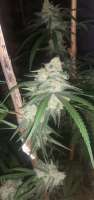 Bild von freakboss84 (Sour Diesel)