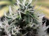 Royal Queen Seeds Special Kush #1 - ein Foto von fogfarms