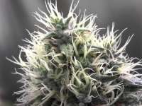 Bild von fogfarms (Special Kush Nr1)