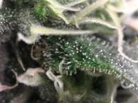 Bild von fogfarms (Special Kush Nr1)