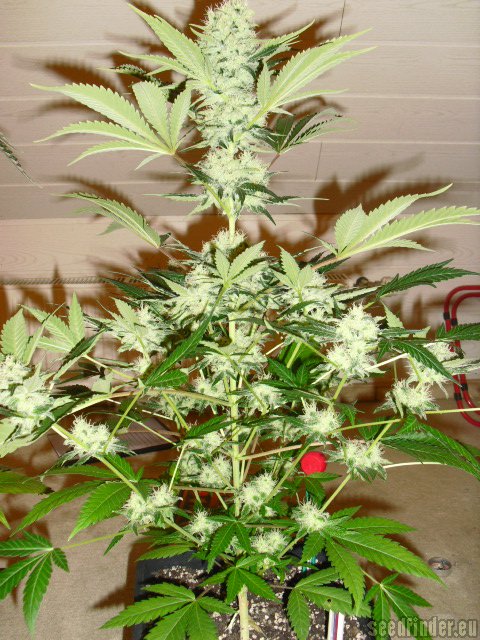 Royal Queen Seeds Special Queen #1