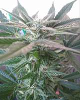 Royal Queen Seeds Stress Killer Automatic - ein Foto von Kiffcowboy