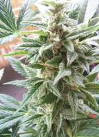 Royal Queen Seeds Stress Killer Automatic - ein Foto von KiffCowboy