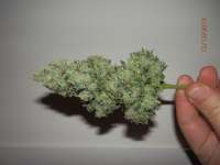 Bild von djcgio (White Widow)