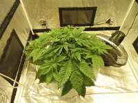 Bild von djcgio (White Widow)