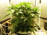 Bild von djcgio (White Widow)