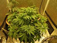 Bild von djcgio (White Widow)