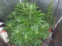 Bild von djcgio (White Widow)