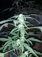 Bild von Ismapunk123 (Black Domina Auto)