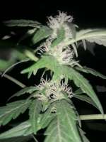 Bild von Ismapunk123 (Black Domina Auto)