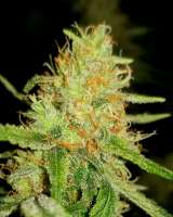 Sagarmatha Seeds Silver Bullet - ein Foto von Smittypops