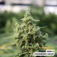 Sagarmatha Seeds Strawberry Fields - ein Foto von SunClone