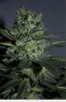 Sagarmatha Seeds Yumbolt - ein Foto von catpiss