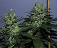 Sagarmatha Seeds Yumbolt - ein Foto von catpiss