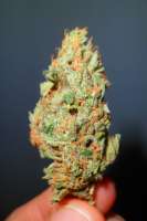 Samsara Seeds El Alquimista - ein Foto von itsmagic