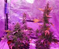 Samsara Seeds Flash Babylon - ein Foto von mjarts