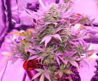 Samsara Seeds Flash Babylon - ein Foto von mjarts