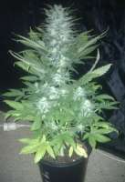 Bild von gimboid25 (Green Love Potion)