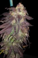 Samsara Seeds Spicy White Devil - ein Foto von Itsagas69