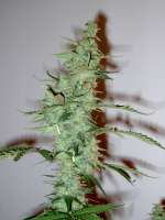 Samsara Seeds Supersonic Cristal Storm - ein Foto von DaPlayer