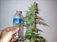 Samsara Seeds Supersonic Cristal Storm - ein Foto von DaPlayer