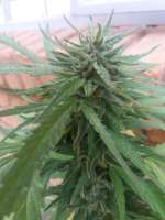 Samsara Seeds Sweet Black Angel - ein Foto von djkinetics