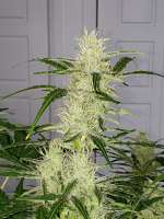 Samsara Seeds Thunder Bloody Mary - ein Foto von Macktool