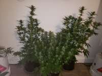 Samsara Seeds Thunder Bloody Mary - ein Foto von Macktool