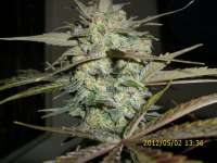 Sannie's Seeds Hericules - ein Foto von HarzGenetics