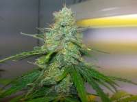 Sativa Seedbank Auto Jock Horror - ein Foto von holden