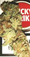 Bild von sxz404 [Sativa Mexicana]