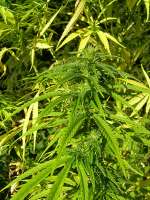 Bild von diescheibenwelt (Sweet Sativa Special)