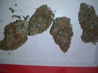 Secret Valley Seeds Purple Pineberry - ein Foto von scag216