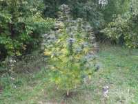 Secret Valley Seeds Purple Pineberry - ein Foto von dzhangar09