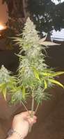 Secret Valley Seeds Top Dollar - ein Foto von AntidoteMan