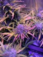 SeedStockers BCN Critical XXL Autoflower - ein Foto von That7dsgye