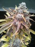 SeedStockers Blackberry Gum Autoflower - ein Foto von ATOMnosystem