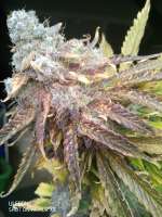 SeedStockers Blackberry Gum Autoflower - ein Foto von ATOMnosystem