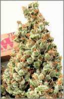 SeedStockers Candy Dawg Autoflower - ein Foto von Frogster