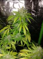 SeedStockers Sherbet Autoflower - ein Foto von Wispa22