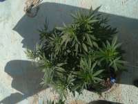 SeedStockers Sour Diesel - ein Foto von Elloco